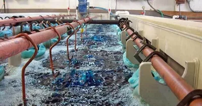 An industrial electroplating line, with components suspended in a row of blue plating tanks